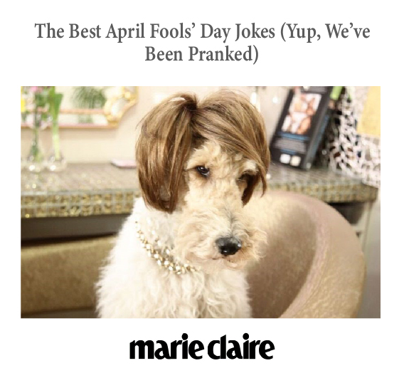 Marie Claire magazine | A picture of a terrier wearing a wig.